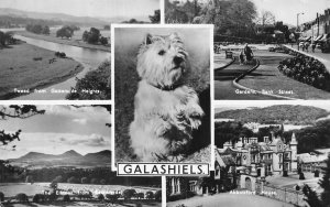 Galashiels Multi-View Postcard 1959 Westie, Abbotsford, Tweed, Eildon Hills