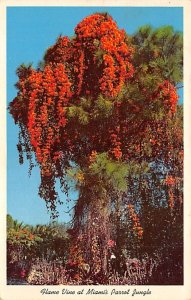 Flame Vine at Parrot Jungle - Miami, Florida FL  