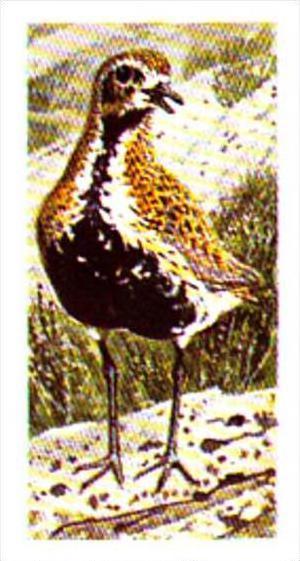 Brooke Bond Tea Trade Card Wild Birds In Britain No 27 Golden Plover