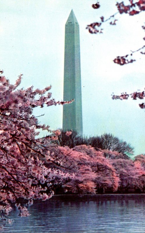 Washington D C The Washington Monument and Cherry Blossoms