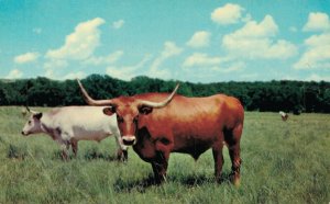 USA Texas Longhorn Chrome Postcard 03.34