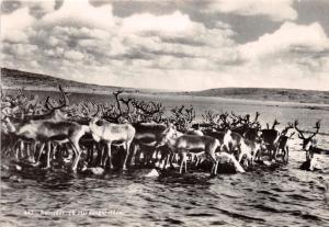 HARDANGERVIDDA NORWAY NORGE REINSDYR  PHOTO POSTCARD