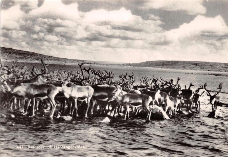 HARDANGERVIDDA NORWAY NORGE REINSDYR  PHOTO POSTCARD