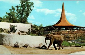 African Elephant LA Los Angeles Zoo California Postcard LAZ 40