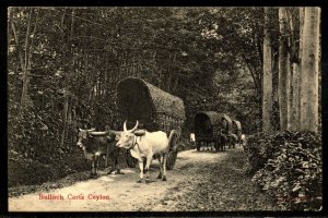 Ceylon Bulloch Carts Ethnic Vintage Postcard  MAILED to New York