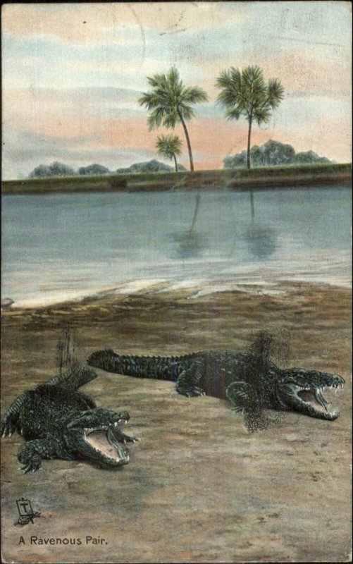 TUCK Alligators Series #2645 c1910 Postcard #4