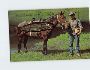 Postcard Bringing out a big rainbow trout