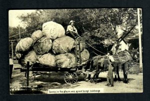 RPPC #76q Exaggeration Iowa is the place we grow LARGE Cabbage  Horse Carriage