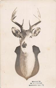 F25/ Interesting RPPC Photo Postcard c1910 Deer Hunting Taxidermy Mount 19