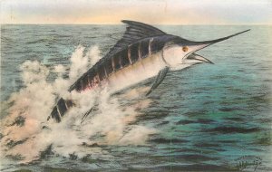 Postcard Florida A Giant Marlin 1930s Fishing Albertype hand colored 23-12294