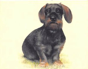 Approx. Size: 2.5 x 3 Dachshunds, (Modern 1999 Card)  Late 1800's Tradecard N...