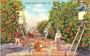 Postcard~Picking Oranges~Florida~Linen~A96 