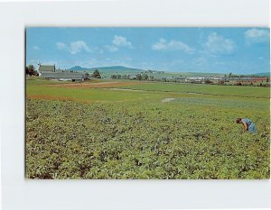 Postcard Potato Farm, Maine