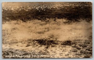 RPPC  Cape Brett  New Zealand  School of Fish Disturbed   Real Photo  Postcard