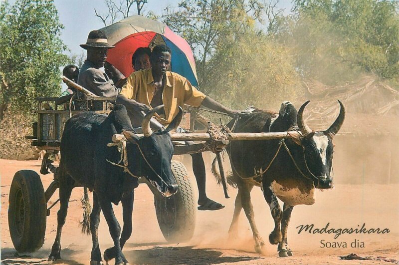Madagascar oxen cart ethnic types postcard