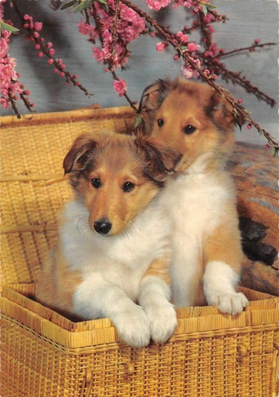 BR88848 Shetland Collie dog chien  animal animaux