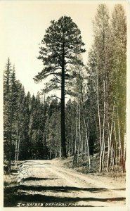 Arizona Kaibab National Forest 1920s RPPC Photo Postcard 21-4869