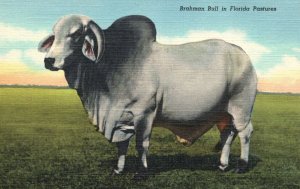 Vintage Postcard Brahman Bull In Florida Pastures Cattle Raising Angus & Brahama