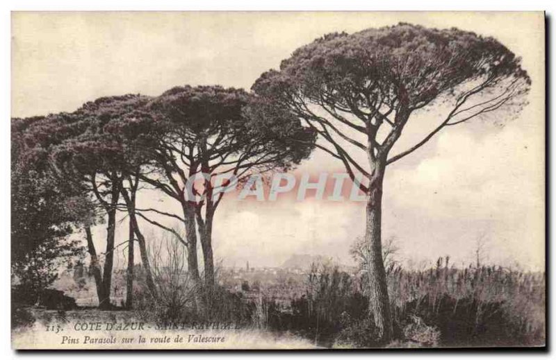 Postcard Old Tree Saint Raphael Pins umbrellas on the road Valescure