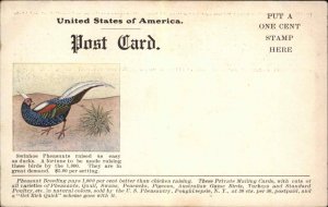 Poughkeepsie U.S. Pheasantry Swinhoe Pheasants Ad Private Mailing Card PC