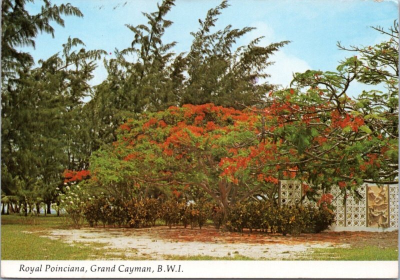 Postcard Cayman Islands - Royal Poinciana