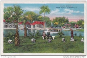 Florida Silver Springs Scene Along River 1940