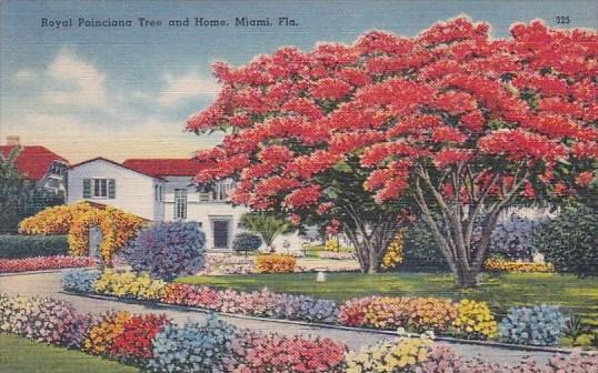 Royal Poinciana Tree And Home Miami Florida 1946