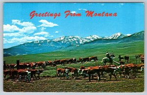 Cattle Range, Cowboy, Greetings From Montana, Vintage 1975 Chrome Postcard