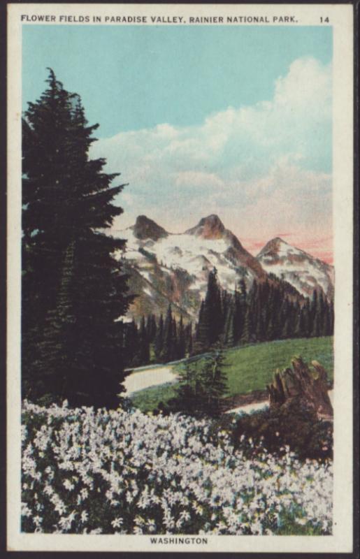 Flower Fields in Paradise Valley,Rainier Postcard