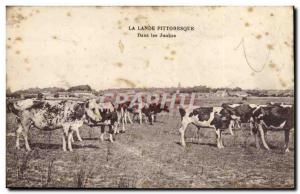 Old Postcard La Lande In junkas Cows