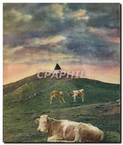 Old Postcard Summit Suchet Cows