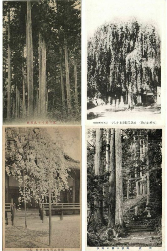 JAPAN JAPON ASIE ASIA TREES 150 CPA Pre-1950 (L2402)