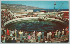 Marineland California~Porpoise Feeding Time~Standard Chrome Postcard