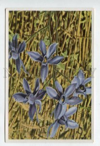 428046 Flower Delphinium Consolida Sammelwerk Tobacco Card w/ ADVERTISING