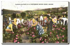 Old Postcard picking roses Parfumerie Bruno Court Grasse