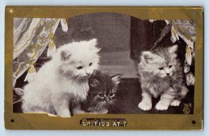 HI Robbin Artist Signed  Postcard Cute Cat Kittens Critics At T Don't Forget Us