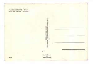 Monkey, African Fauna