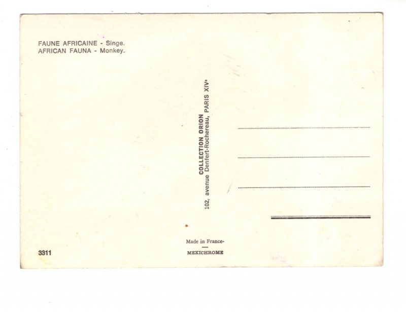 Monkey, African Fauna