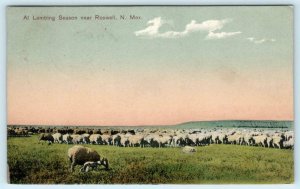 ROSWELL, New Mexico NM  Sheep LAMBING SEASON 1909 PCK Ranching Postcard