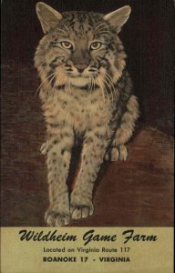 Roanoke VA Virginia Wildheim Game Farm Bobcat c1930-50s Vintage Postcard