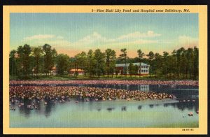Maryland SALISBURY Pine Bluff Lily Pond and Hospital - Linen