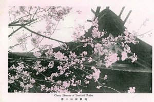 Postcard RPPC View of Cherry Blossoms at  Yasukuni Shrine i Japan.      aa3