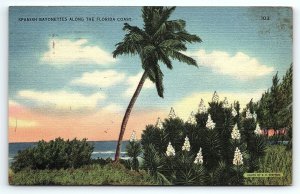 1940s DAYTONA BEACH FL SPANISH BAYONETTES R.E. SIMPSON ARTIST POSTCARD P2649