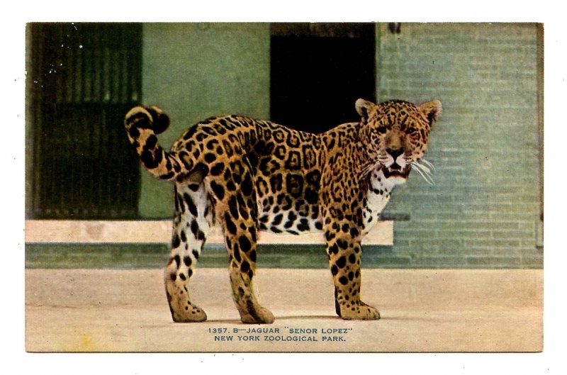 Jaguar Senor Lopez