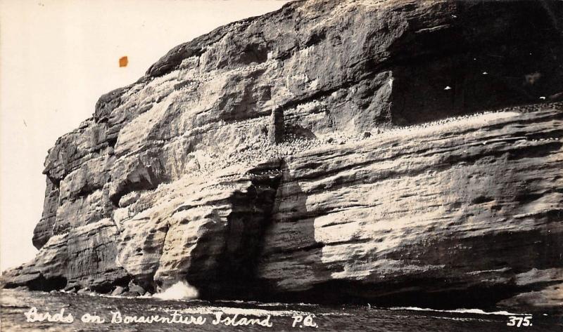 CANADA Postcard Real Photo RPPC c1920 BONAVENTURE ISLAND Rock CLiff BIRDS 119 