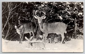 RPPC Deer Family In Maine Real Photo Postcard U25