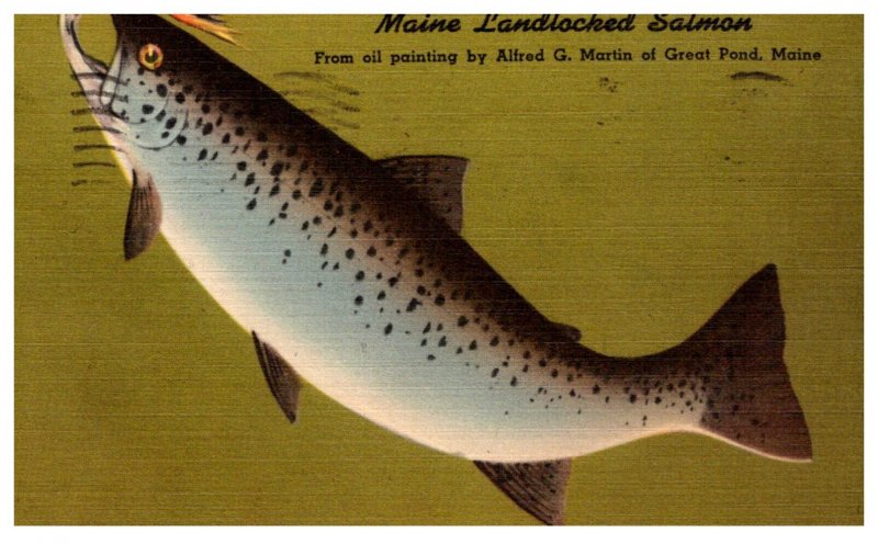 Maine  Landlocked Salmon