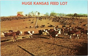 postcard Huge Kansas Feed Lot - herd of cows on ranch farm