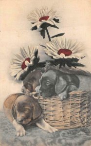 DAISIES FLOWERS & DOGS IN BASKET POSTCARD 1909
