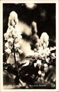 Hawaii HI Candle Flower c1930s-40s RPPC Real Photo Postcard